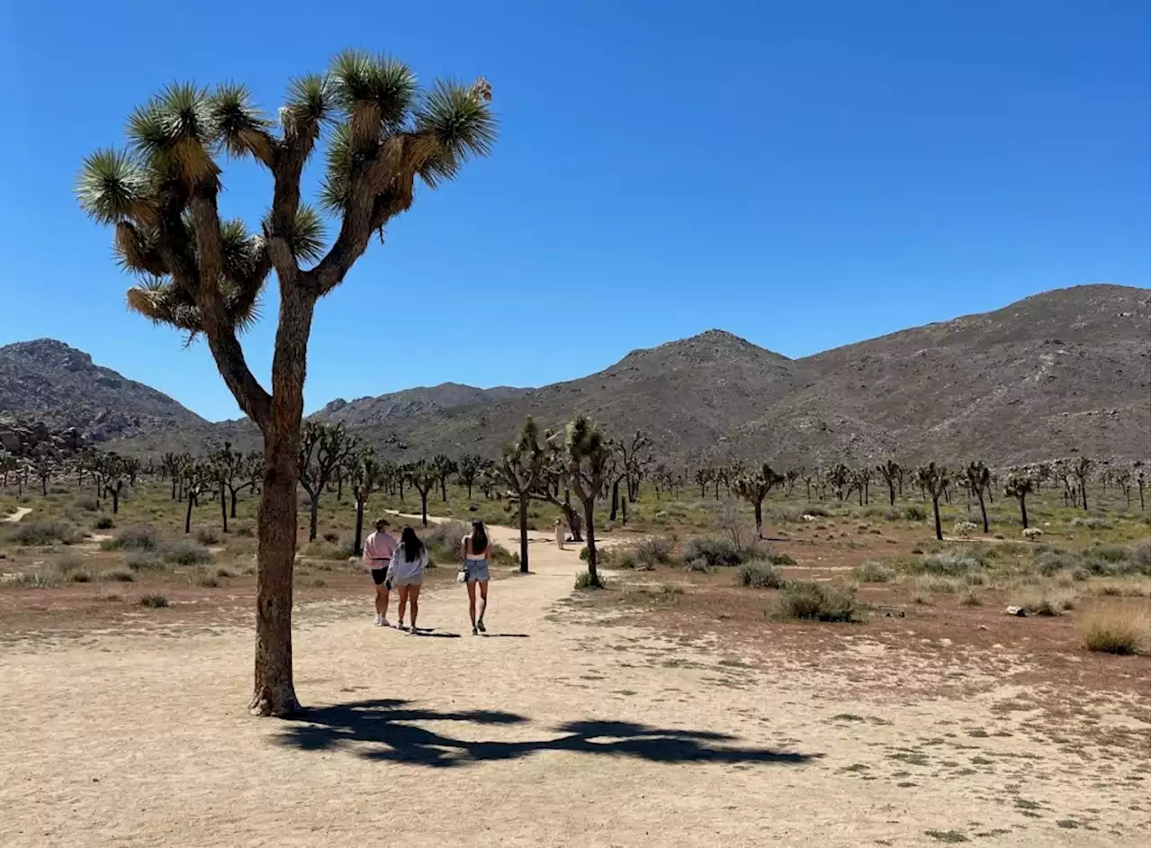 With warmer weather, Joshua Tree National Park beckoned again