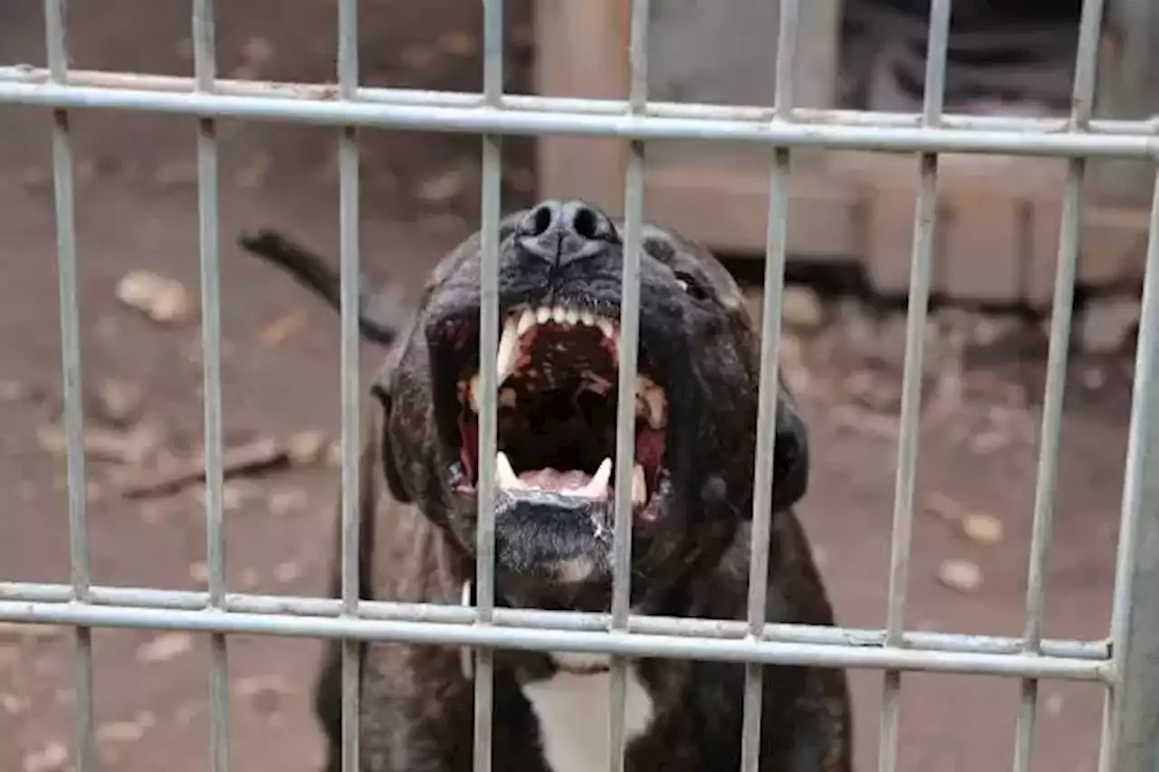 Las zonas en las que hay presencia de perros ferales en Bogotá