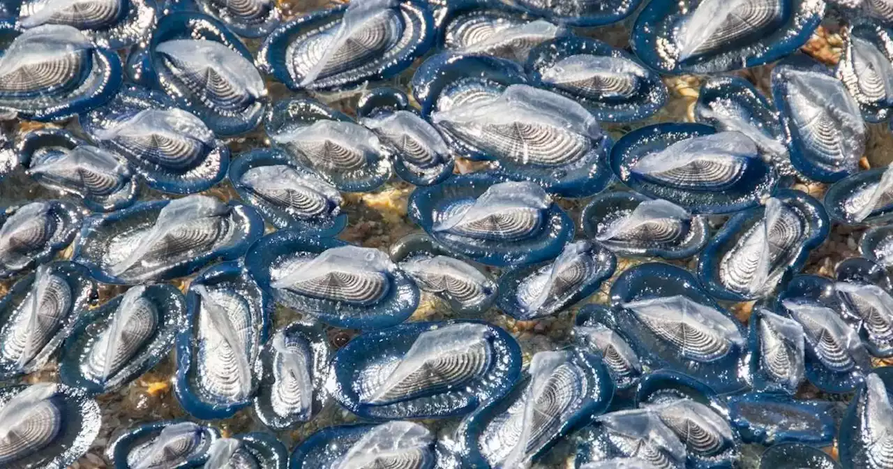 Velas de mar, la especie recientemente avistada en grandes cantidades