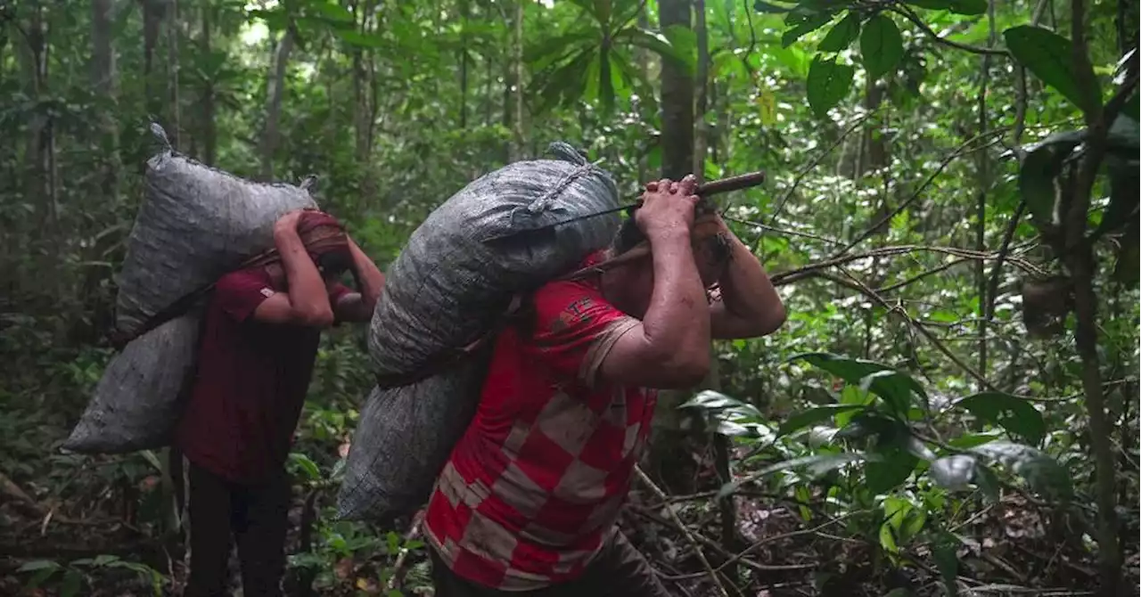 Le dur labeur des ramasseurs de noix du Brésil dans la jungle amazonienne