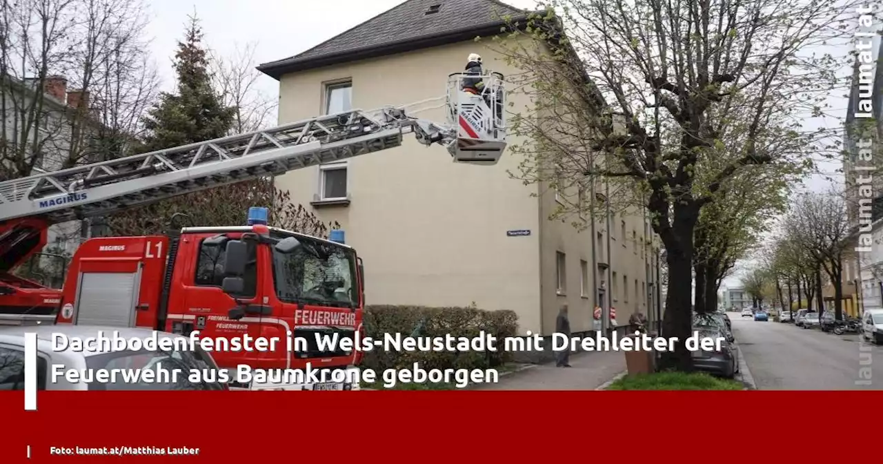 Dachbodenfenster in Wels-Neustadt mit Drehleiter der Feuerwehr aus Baumkrone geborgen | laumat|at