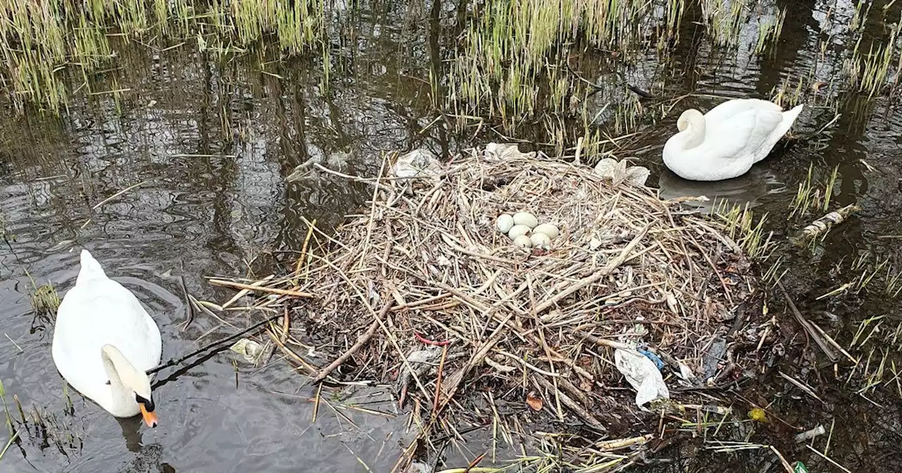 Heartbreak at Leeds park as 'evil' thugs destroy swans' nest and eggs