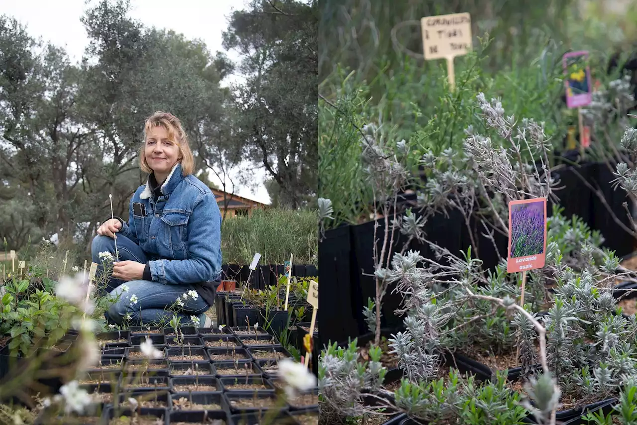 Nèrta, une pépinière de plantes locales dans les quartiers Nord de Marseille