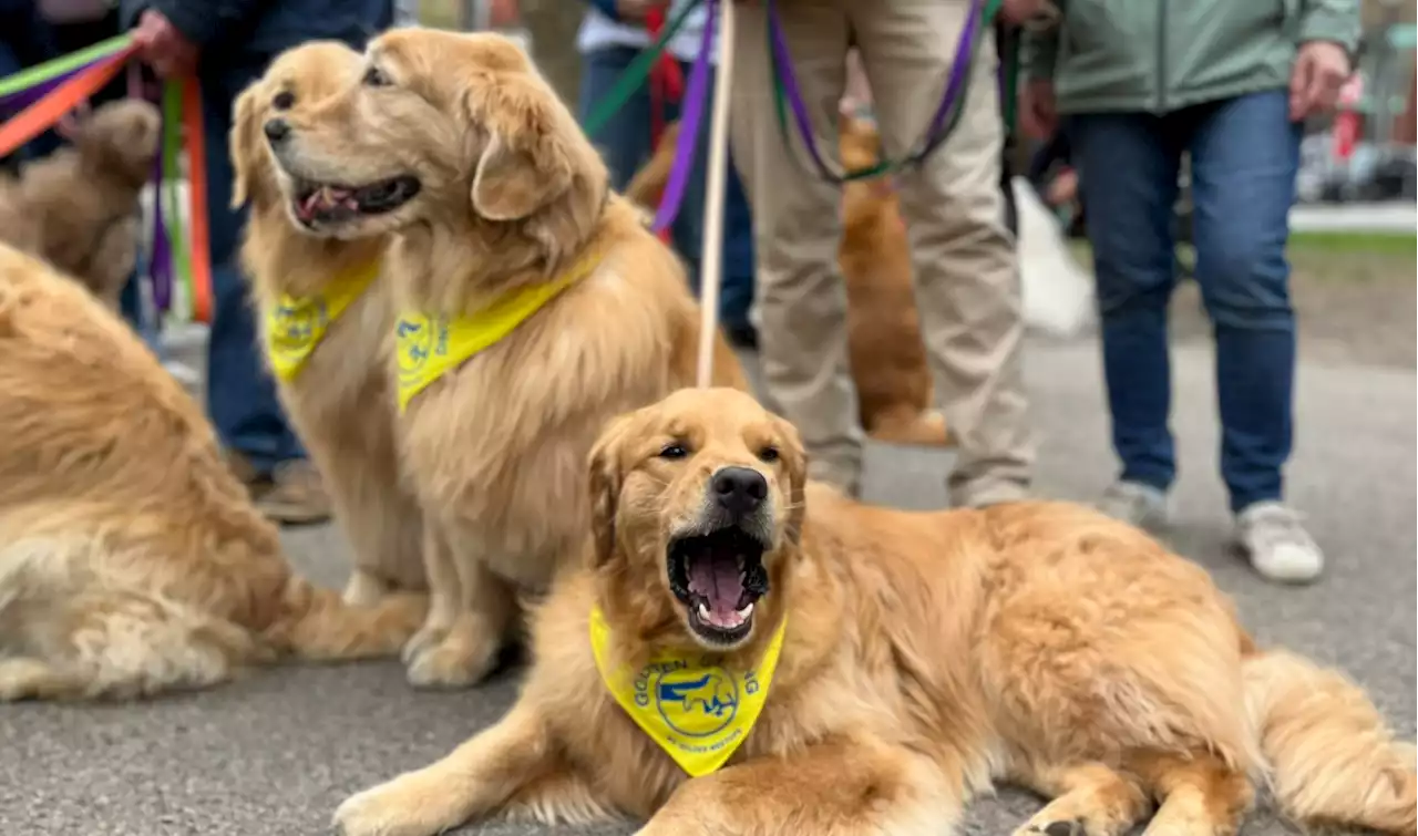 Hundreds of Golden Retrievers Walk A Mile for the Official Boston Marathon Dog