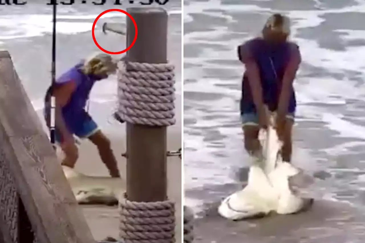 Florida man accused of beating protected shark with hammer arrested after blowing off summons: police