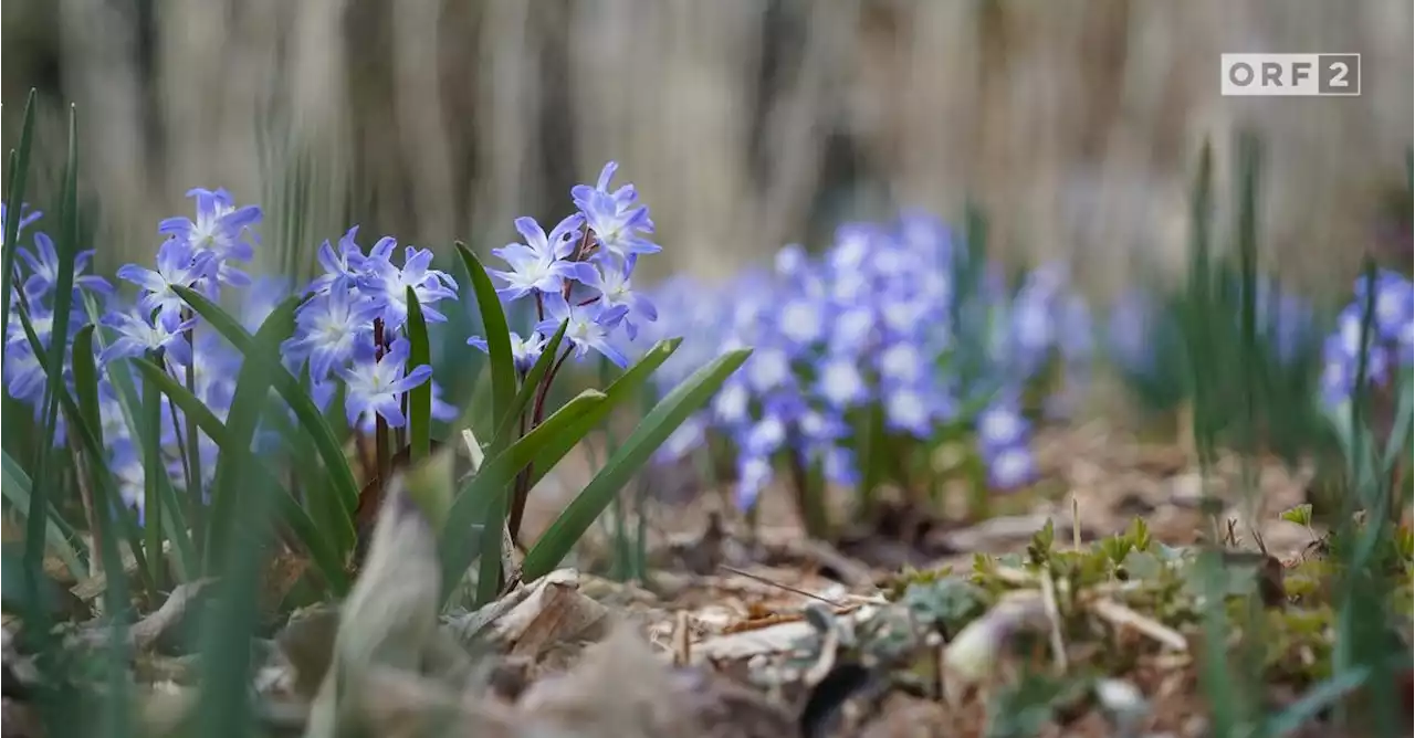 Natur im Garten - tv.ORF.at