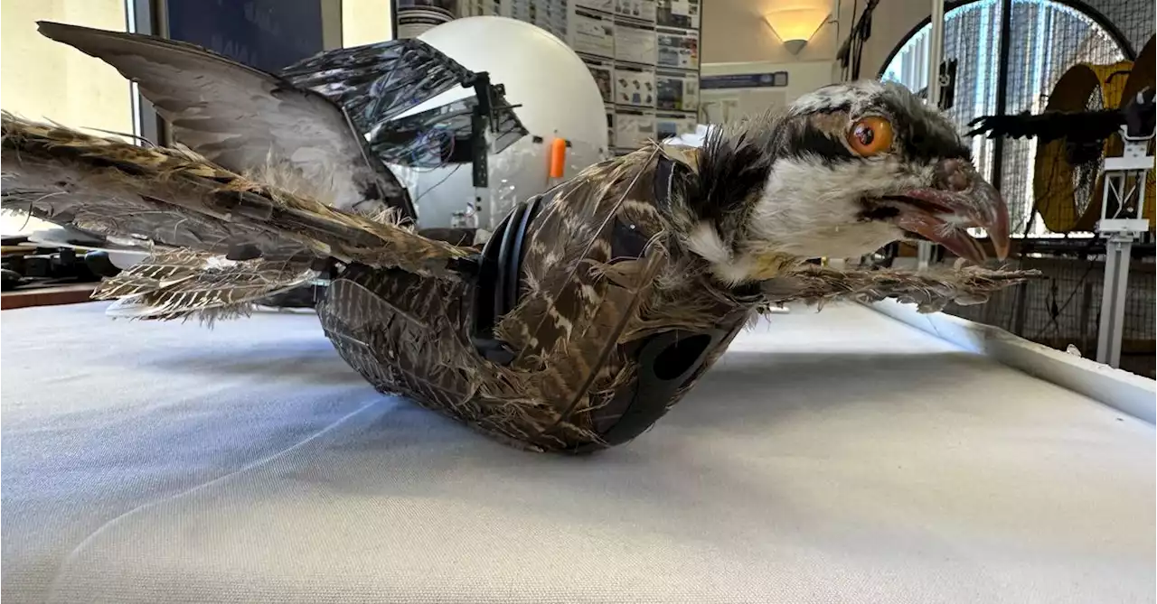 Dead birds get new life: New Mexico researchers develop taxidermy bird drones