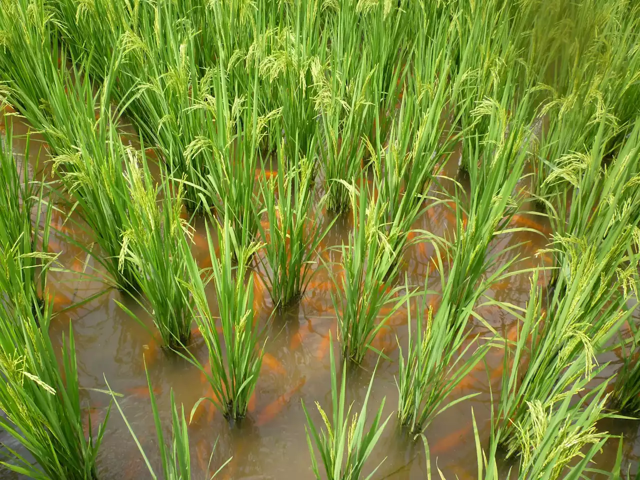 A Rice Idea: Old Farming Techniques Unlock New Sustainable Solutions