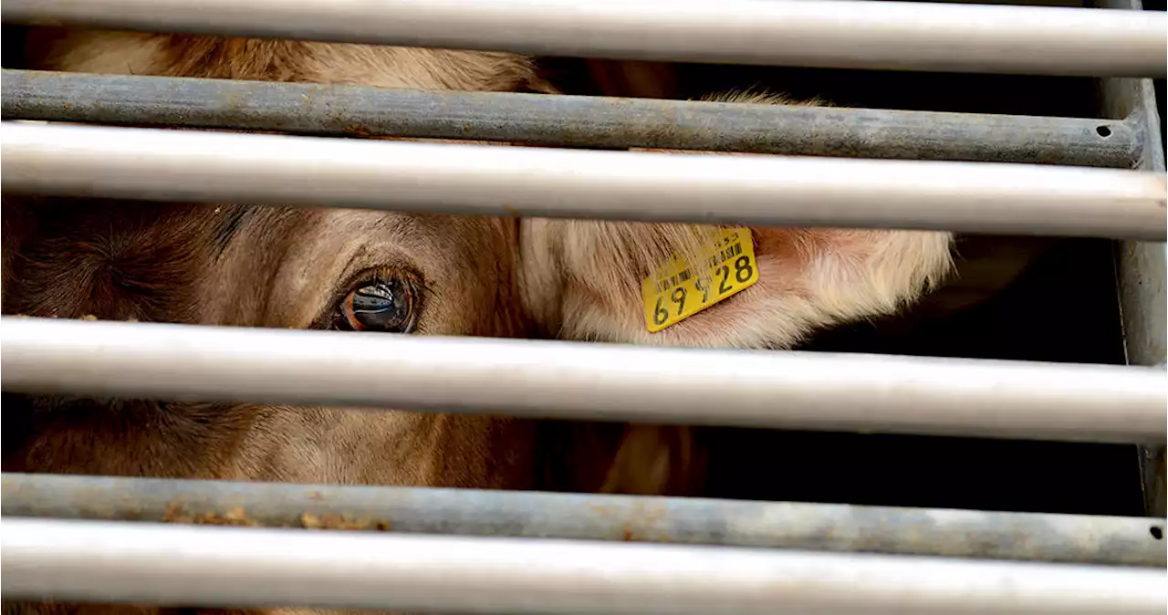 Los engaños de la industria del consumo de animales