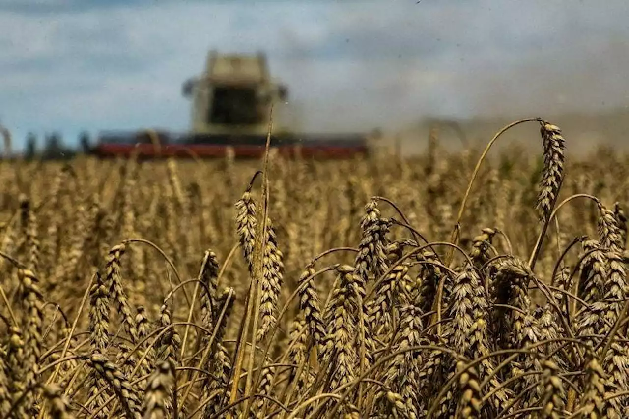 Poland, Hungary ban grain and food imports from Ukraine; Kyiv unhappy