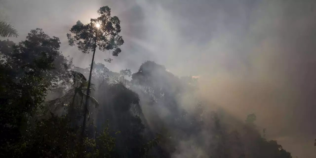 Regenwald in Gefahr: Kippt Amazonien, kippt das Klima