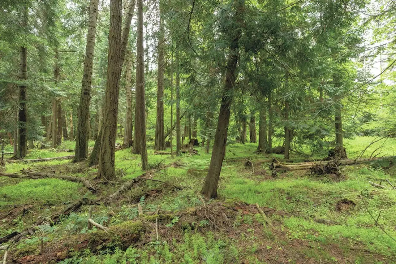 Monique Keiran: Sidney Island fallow-deer cull could lead to black-tailed deer boom