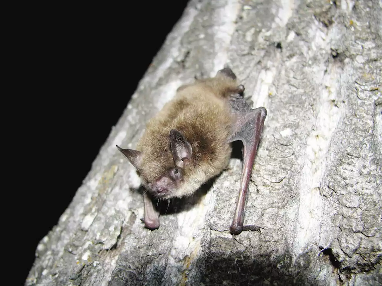 Victoria hosting first Canadian conference for bat biologists; white-nose syndrome a main topic