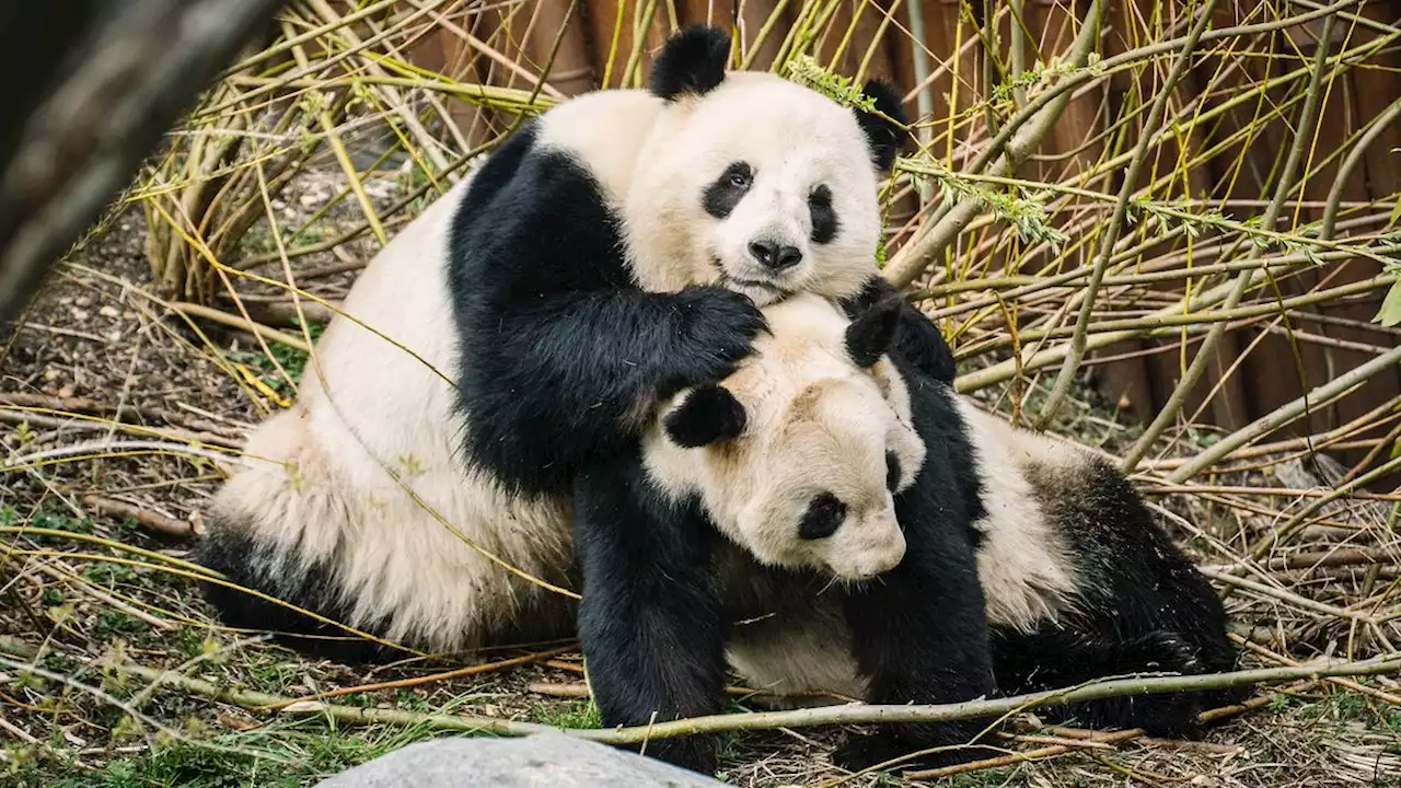 Panda i Københavns Zoo er i brunst - parring lader vente på sig