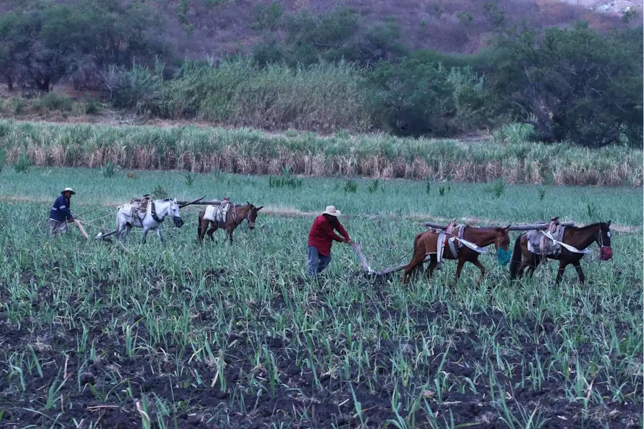 Acusa PAN a Gobierno de AMLO de abandonar a campesinos