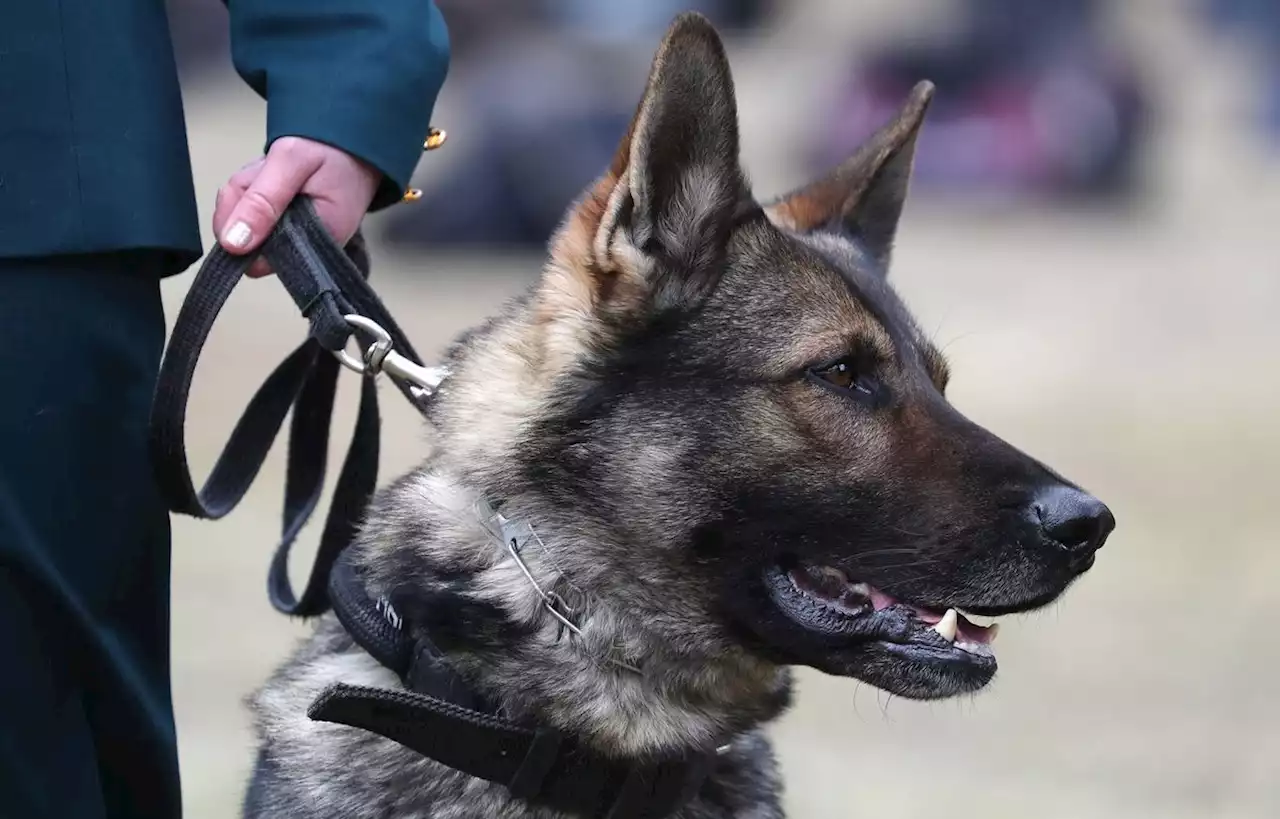 Un homme accusé d’avoir lâché son chien sur deux jeunes gens