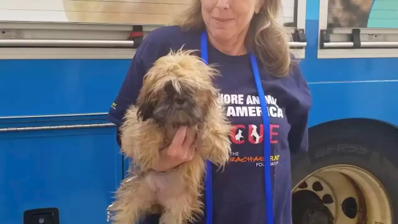 Dogs rescued from Midwest arrive on Long Island for adoption