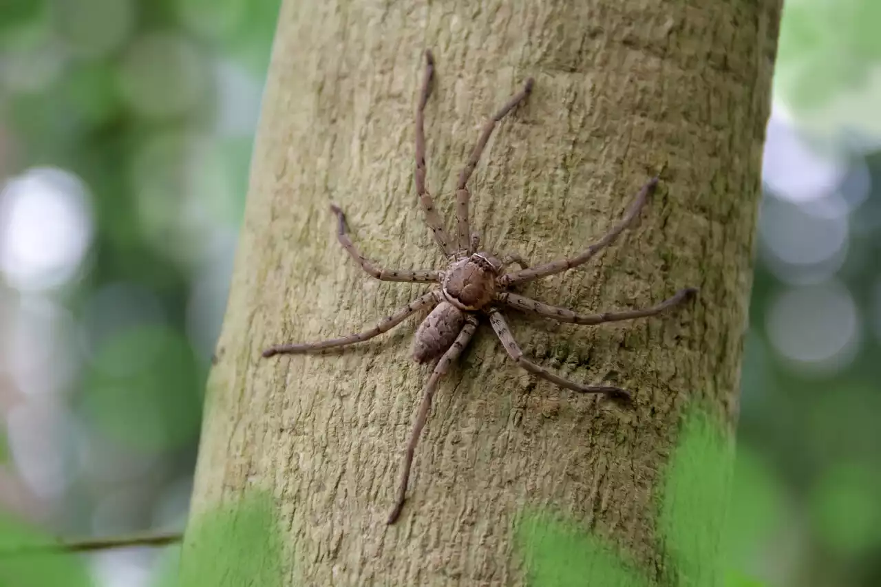 Après deux jours de cavale, la dernière araignée tropicale a été retrouvée