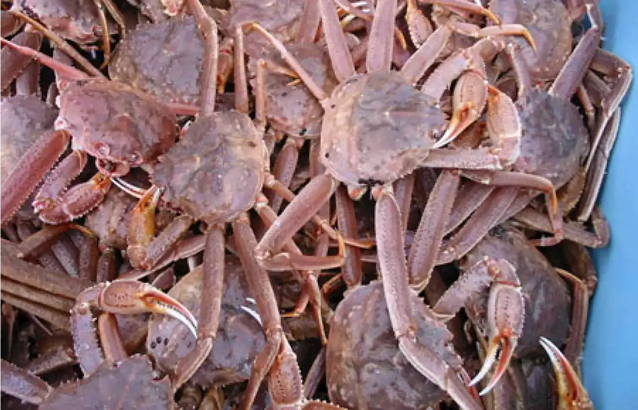 Record-low quota caught as Bering Sea Tanner crab season wraps up