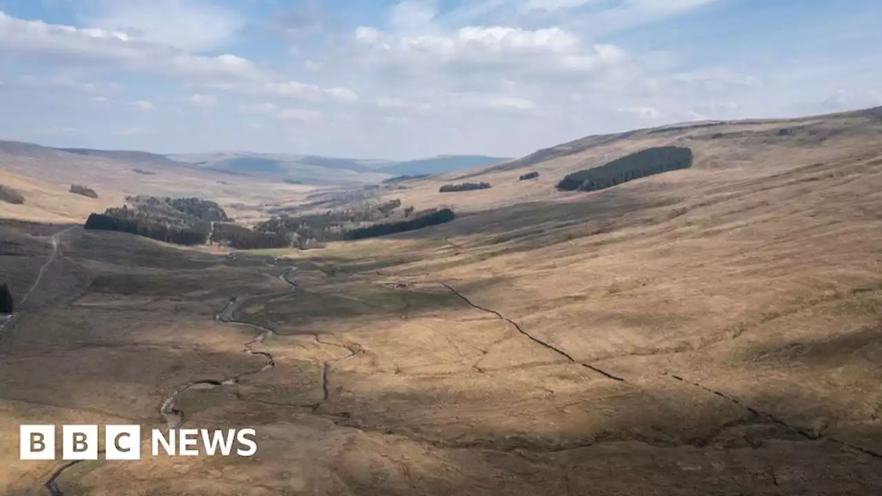 Yorkshire Dales tree plan to recreate long-lost forest