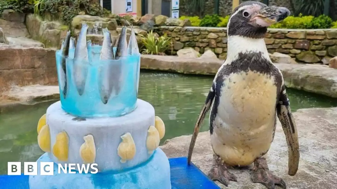 Paradise Park celebrates penguin's 35th birthday