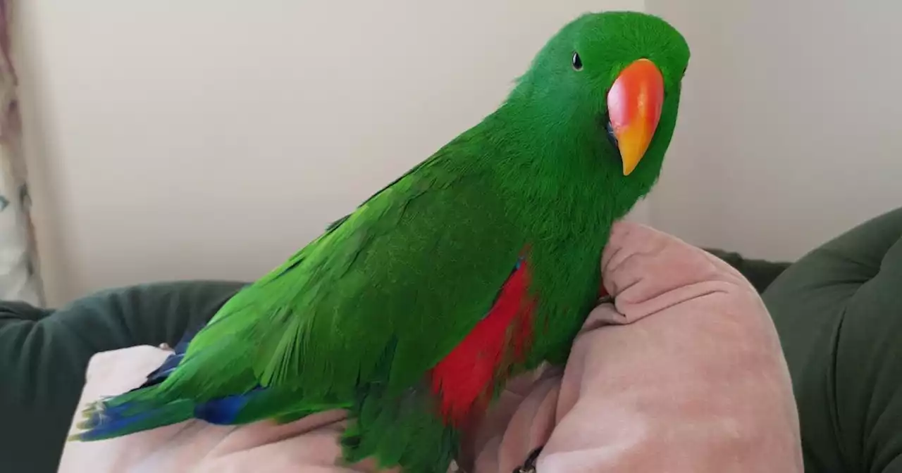 PSNI appeal to find missing parrot