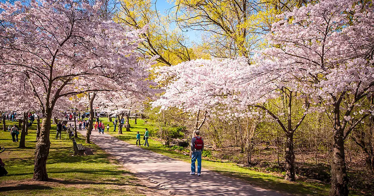 Cherry blossoms in High Park could bloom as early as this week