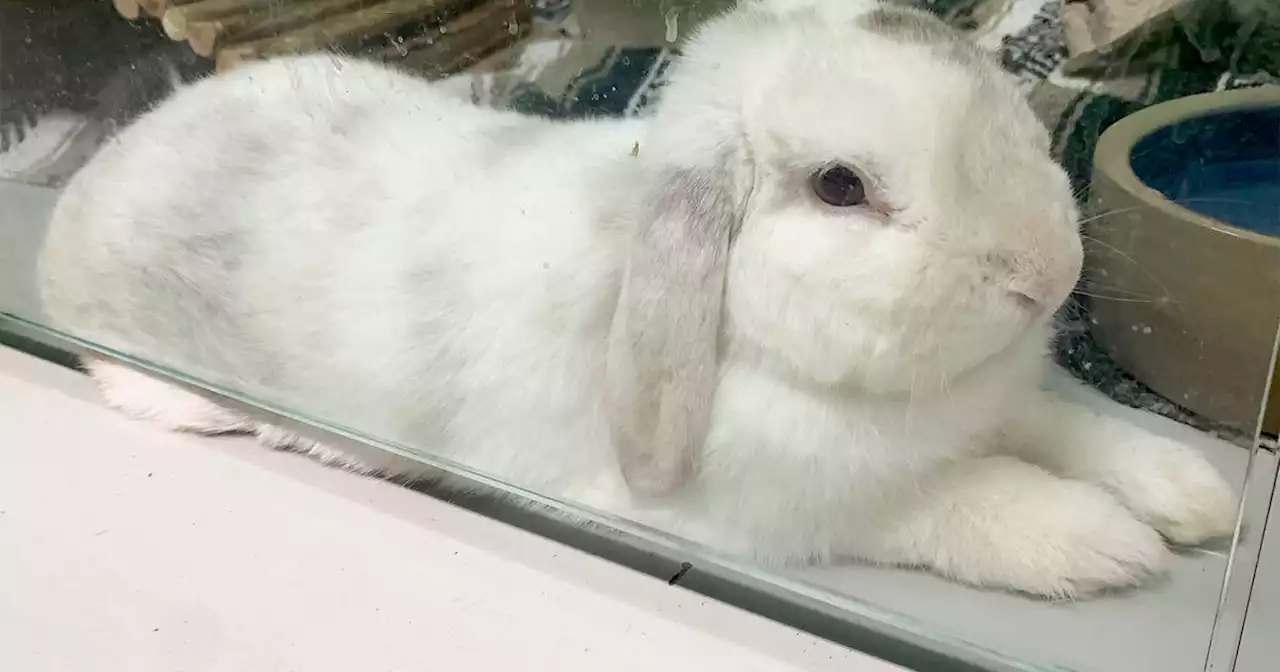 People in Toronto are abandoning their pet rabbits leaving many up for adoption