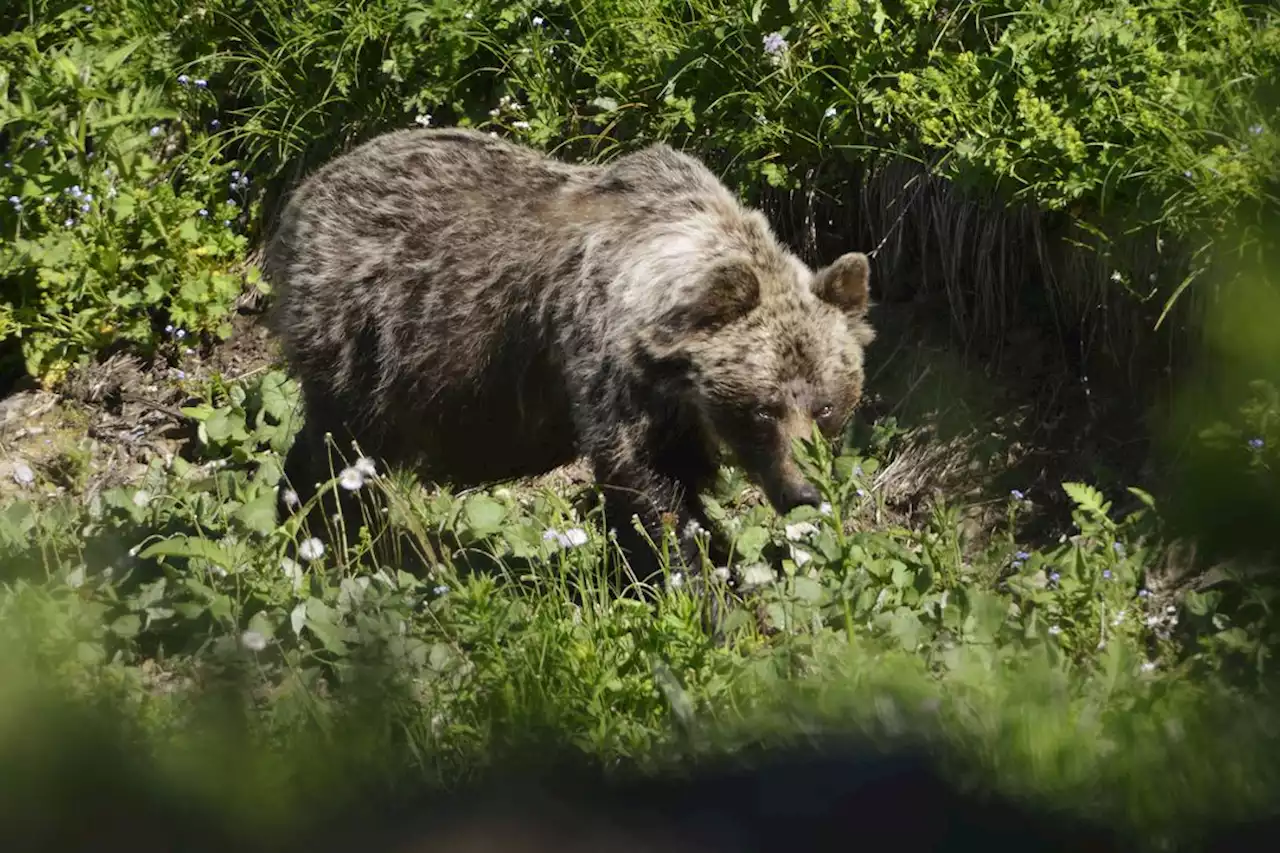 Braunbär-Spuren in Oberbayern entdeckt