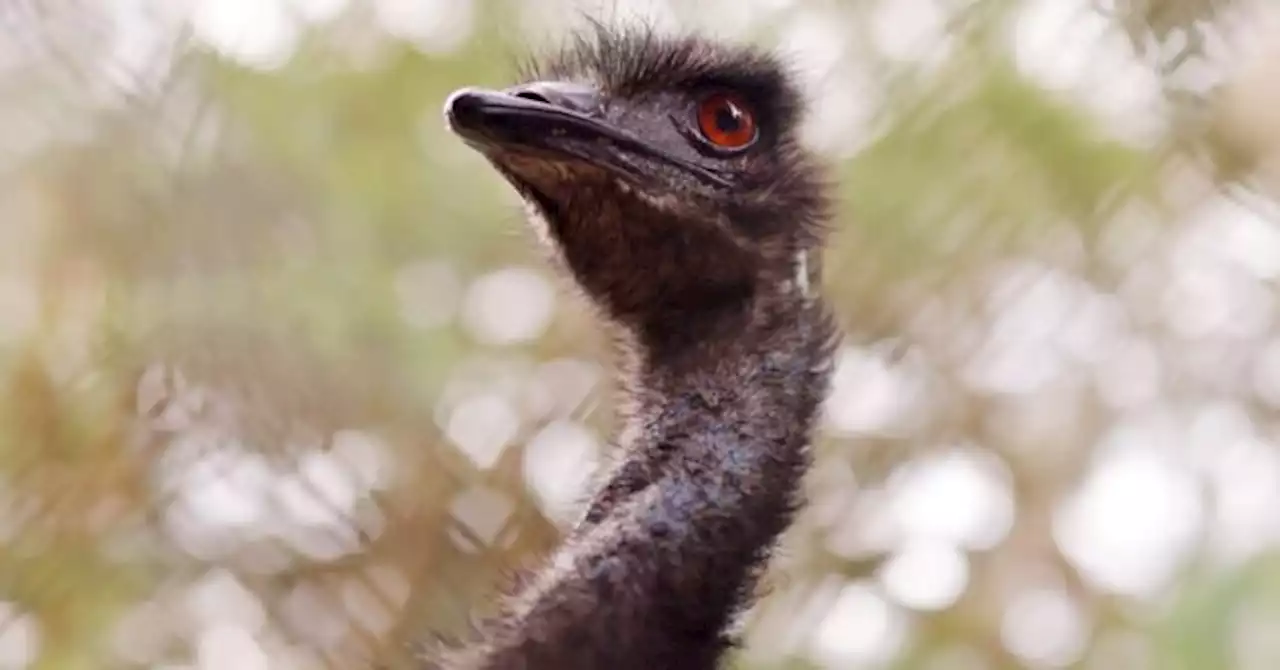 Escaped Emu Home Safe After Leading Tennessee Community, Police on 20-Mile Chase