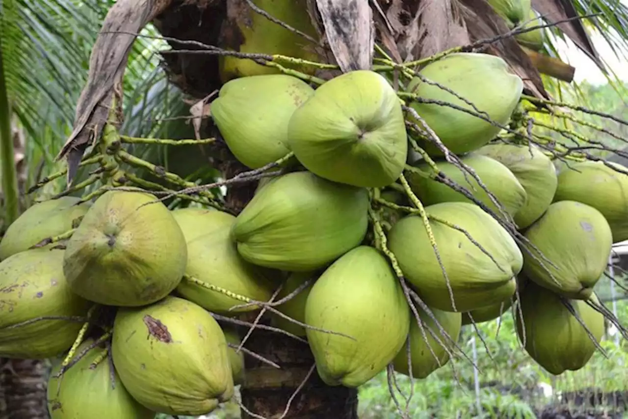 Govt allots funds for BARMM coconut project | Raadee S. Sausa