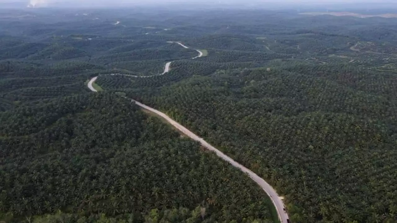 Indonesia sets up task force to improve governance in its palm oil sector