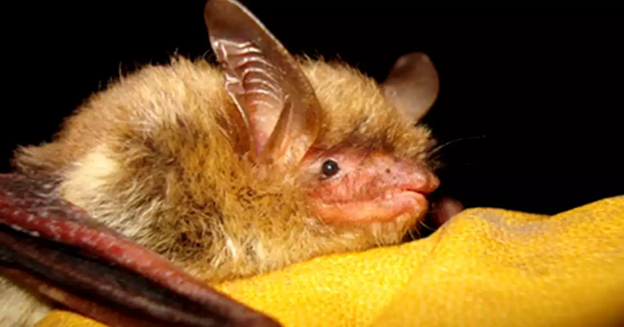 North American bats at risk of severe population decline