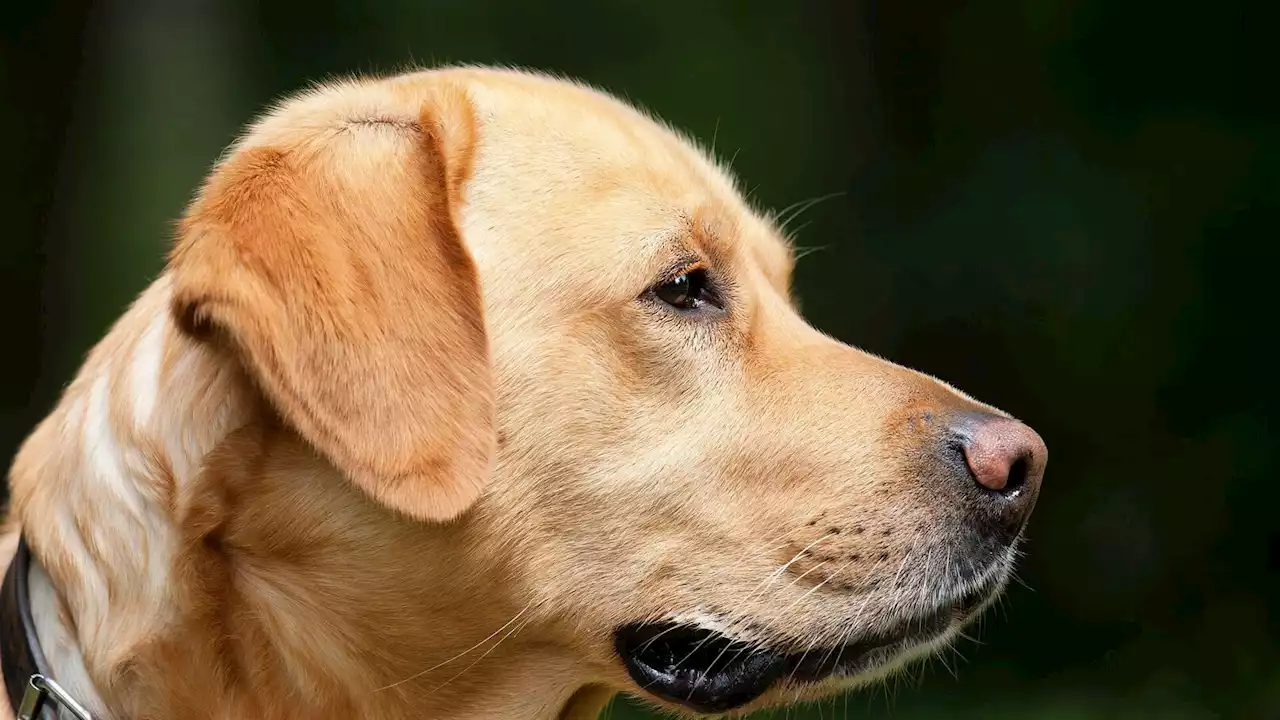 Ils dorment paisiblement avec leur bébé, sans leur chien ils ne se seraient plus jamais réveillés