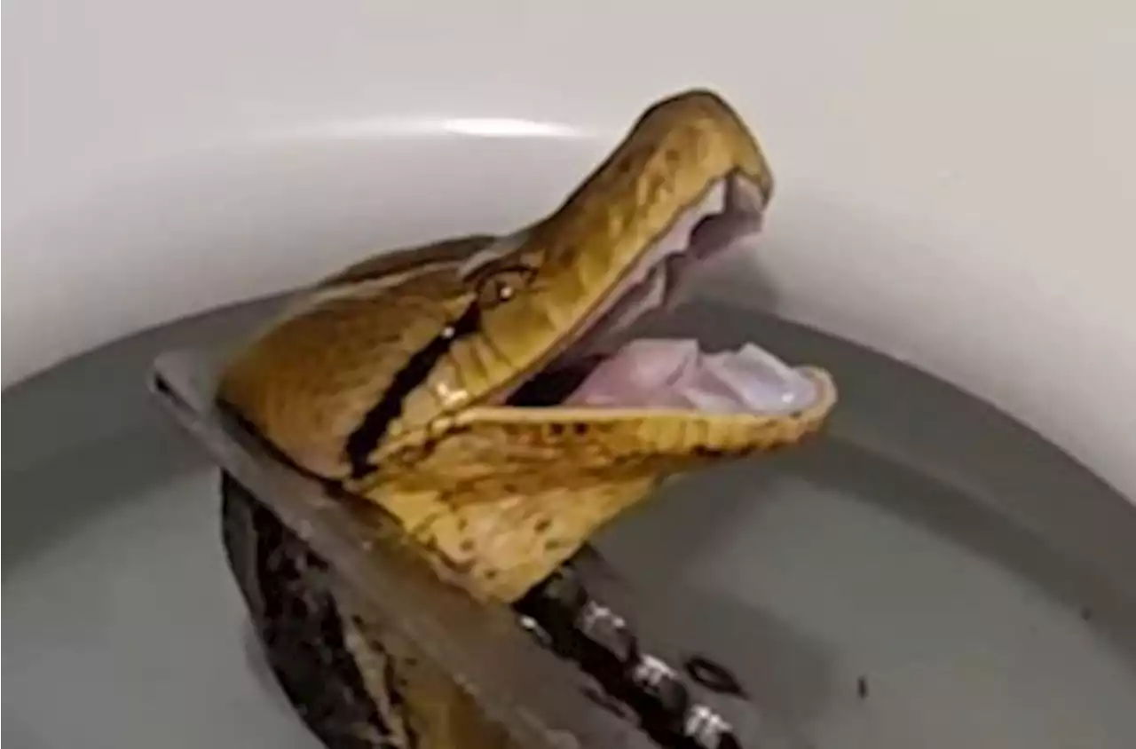 Python stuck in family's toilet goes viral | East Coast Radio