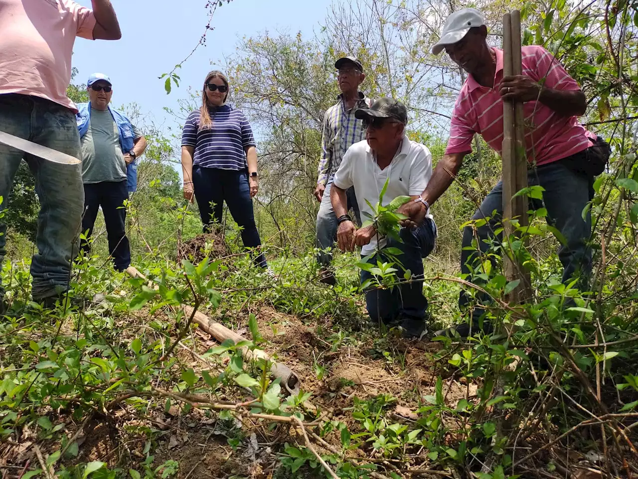 Entregan 600 árboles a la comunidad de Pita y Cienaguita en Repelón