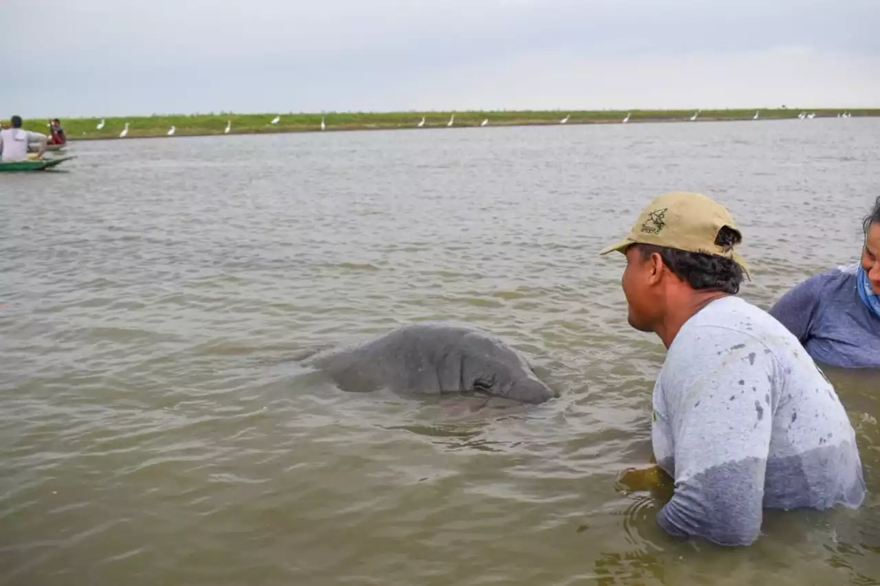 El caño Román nació cuarta cría de la manatí María del Mar