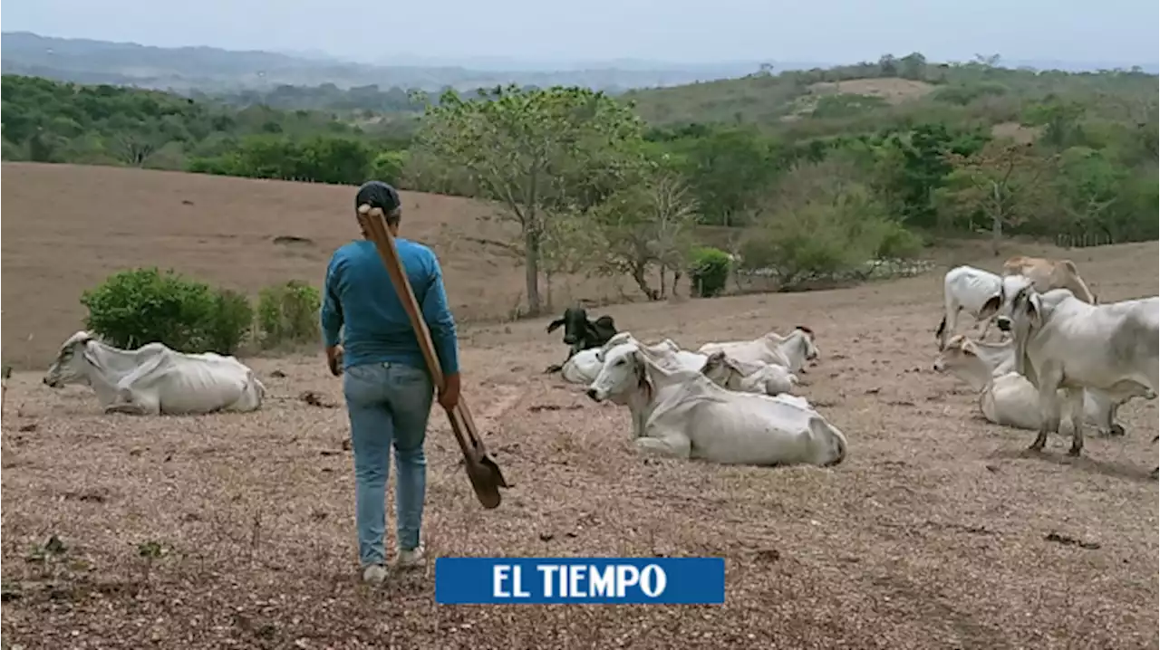 La peligrosa banda que está robando y sacrificando al ganado en fincas de Sucre