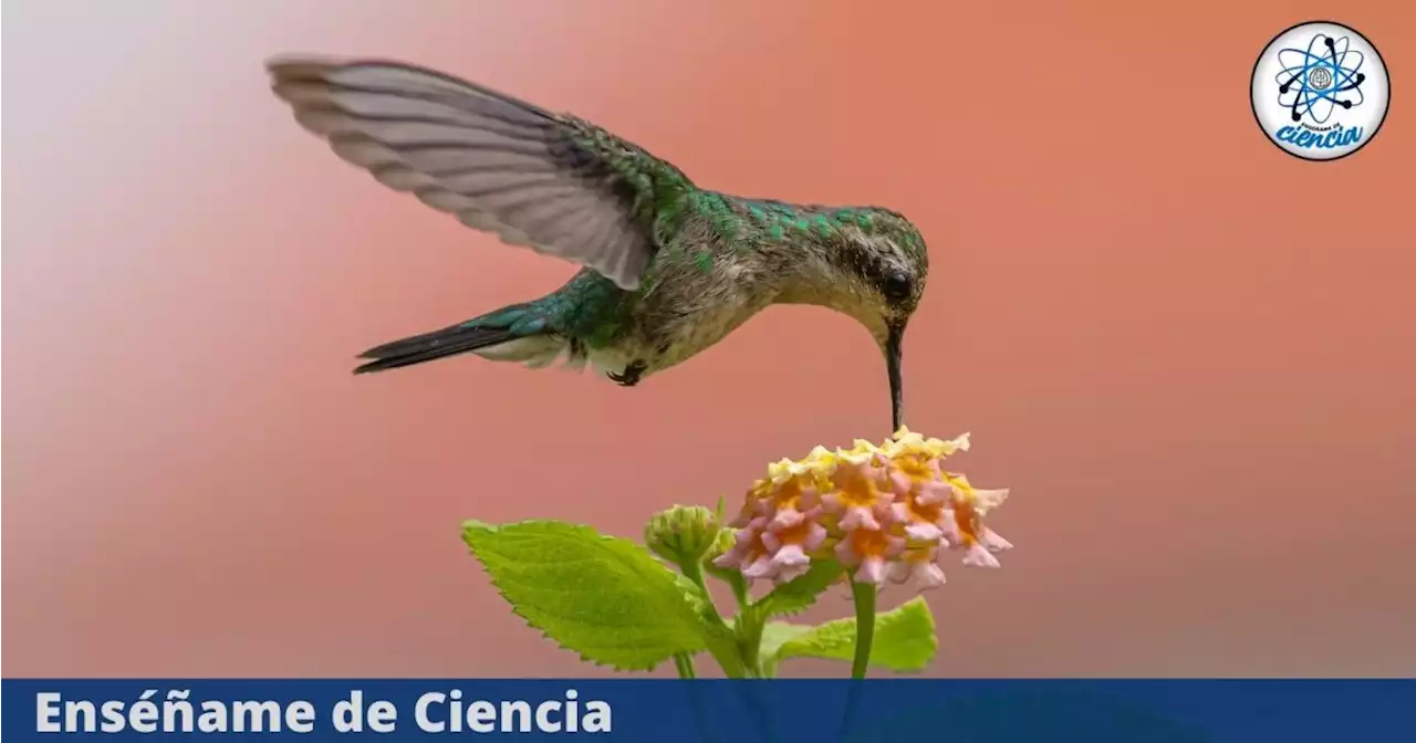 3 mejores flores fáciles de conseguir para atraer a los colibríes a tu jardín