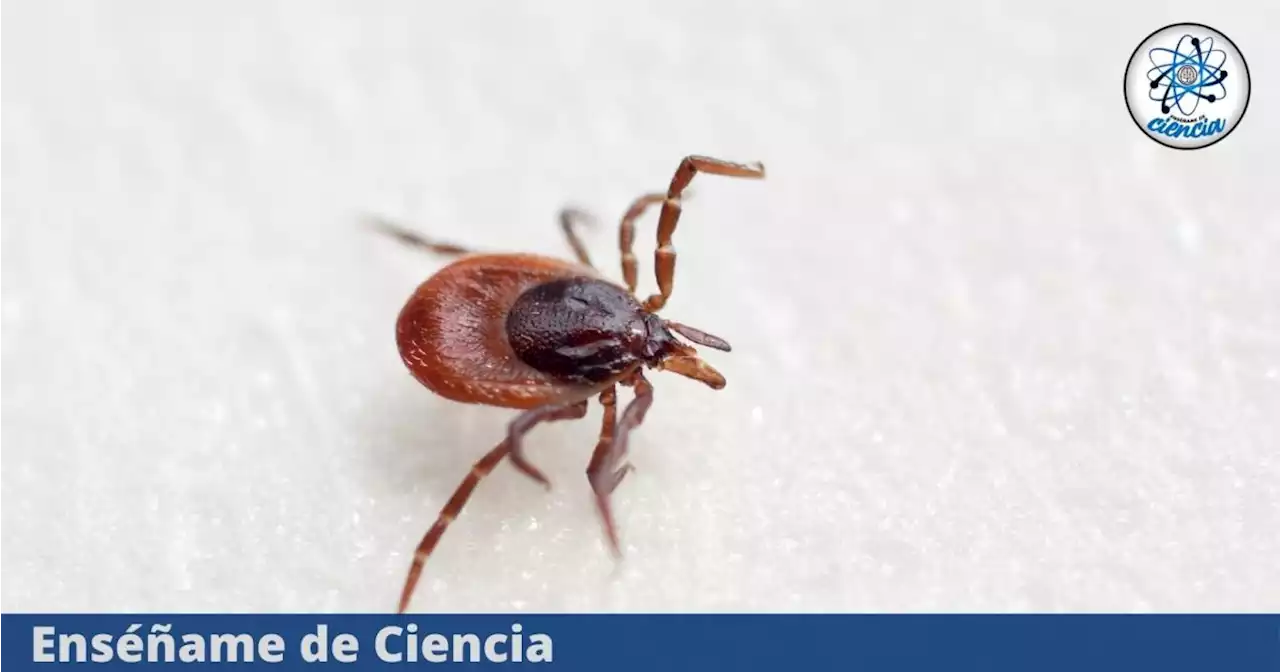 No permitas que este insecto te pique, puede transmitirte enfermedades peligrosas