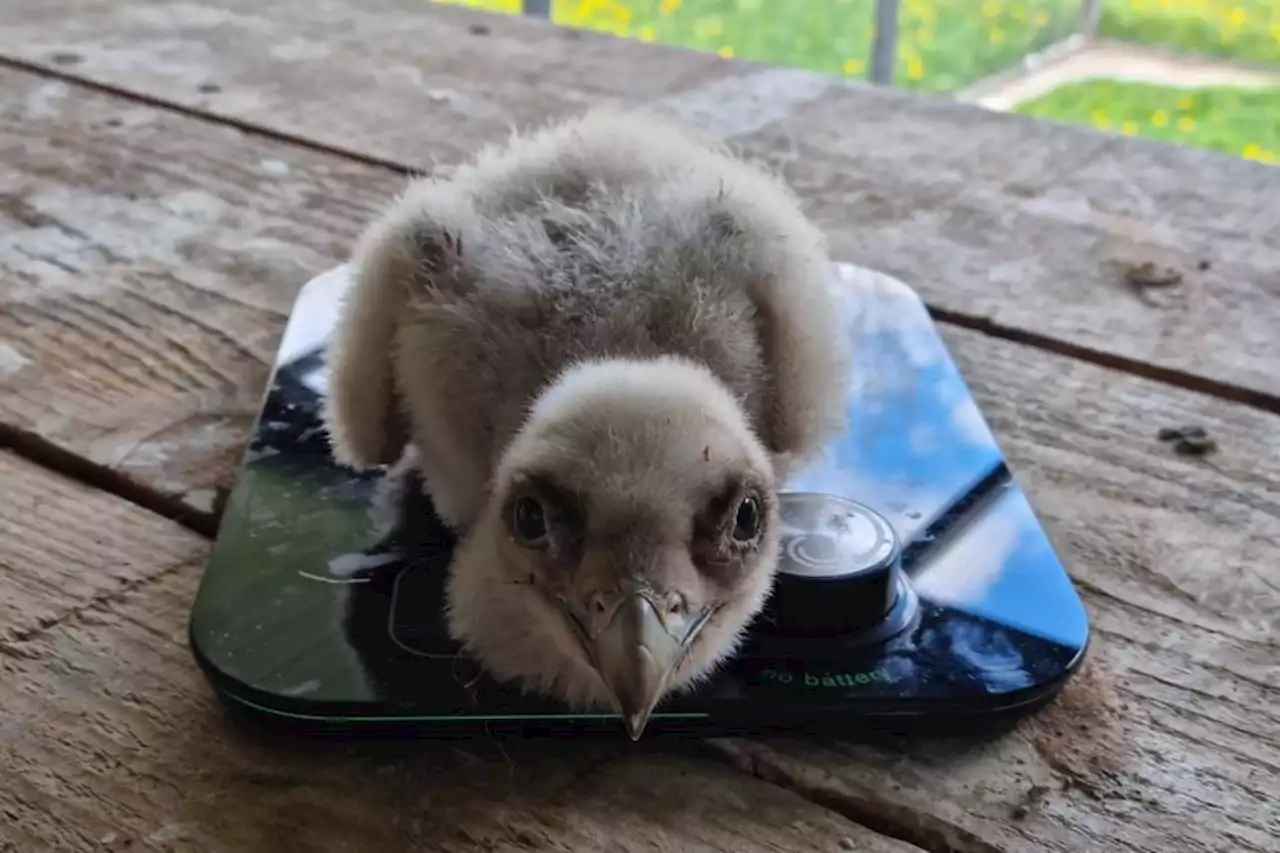 La naissance de deux gypaètes barbus au centre d'élevage du parc animalier des Pyrénées