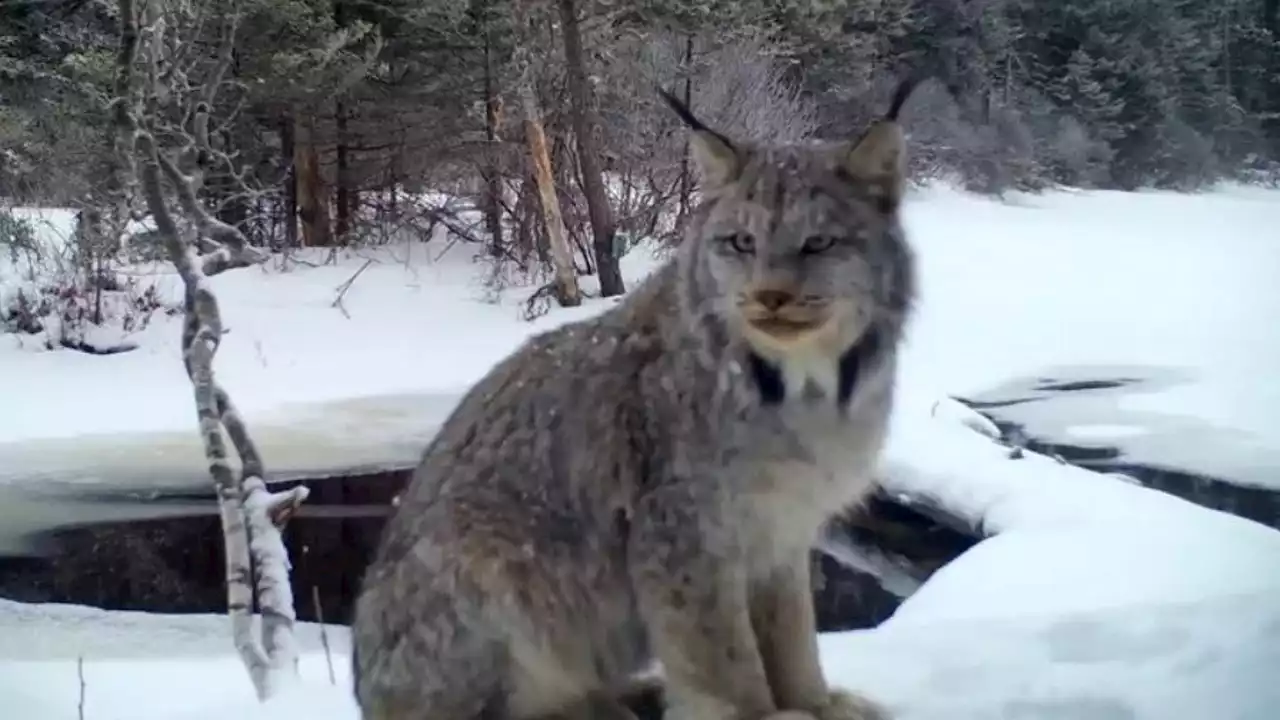 Researchers work to save lynx from extinction amid worsening Washington wildfires