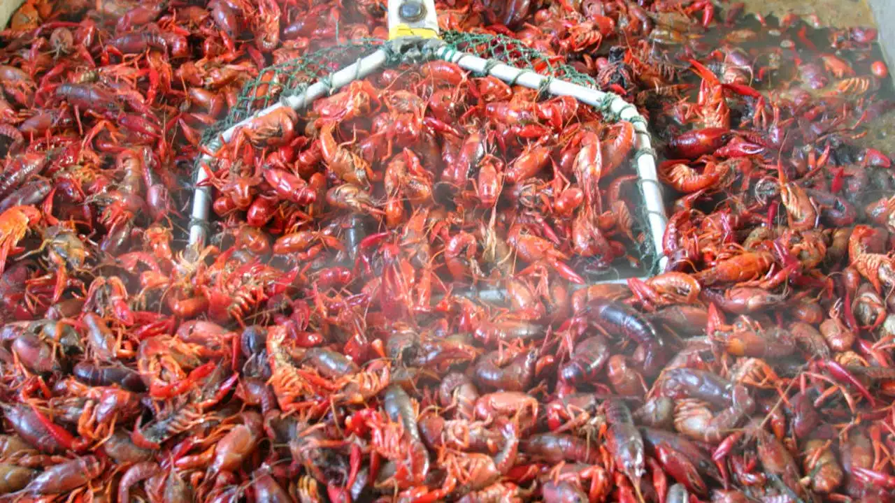 Where to get delicious crawfish, deals in Houston for National Crawfish Day