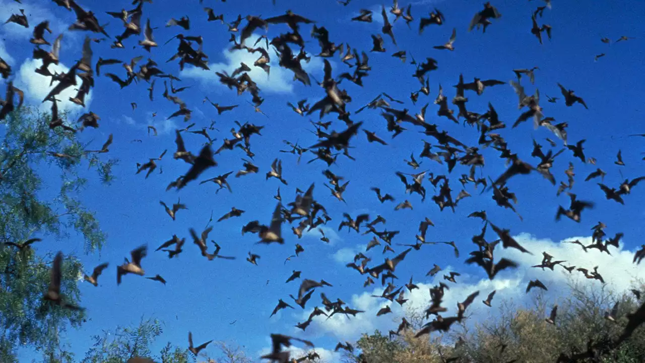 North American bats 'at risk of severe population decline' from climate change, disease: report