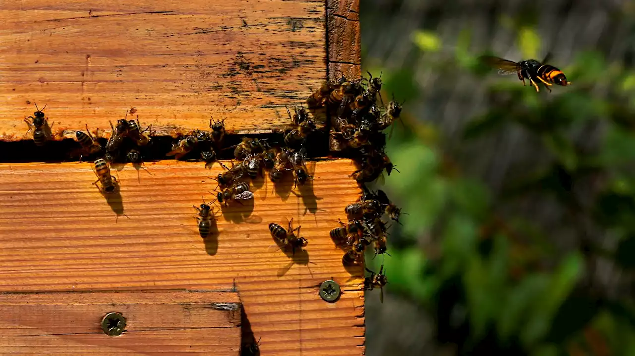 Les invasions biologiques coûtent aussi cher que des catastrophes naturelles, d'après une étude du CNRS