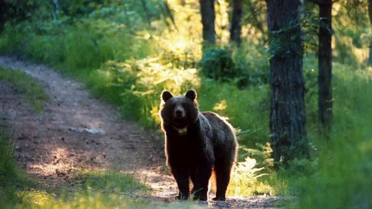 JJ4 ha fatto, semplicemente, l’orso (di A. Boralevi)