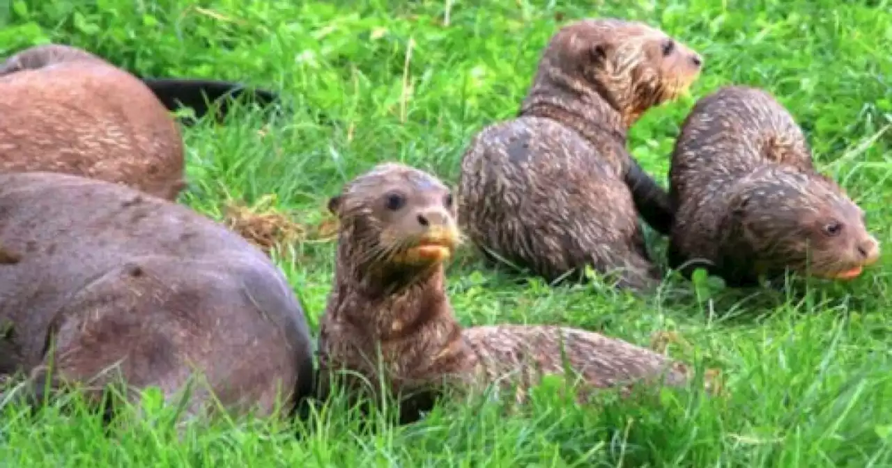 Wildlife park welcomes endangered giant otter triplets