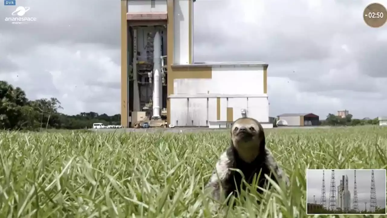 Sloth distracts viewers during livestream of rocket launch to Jupiter