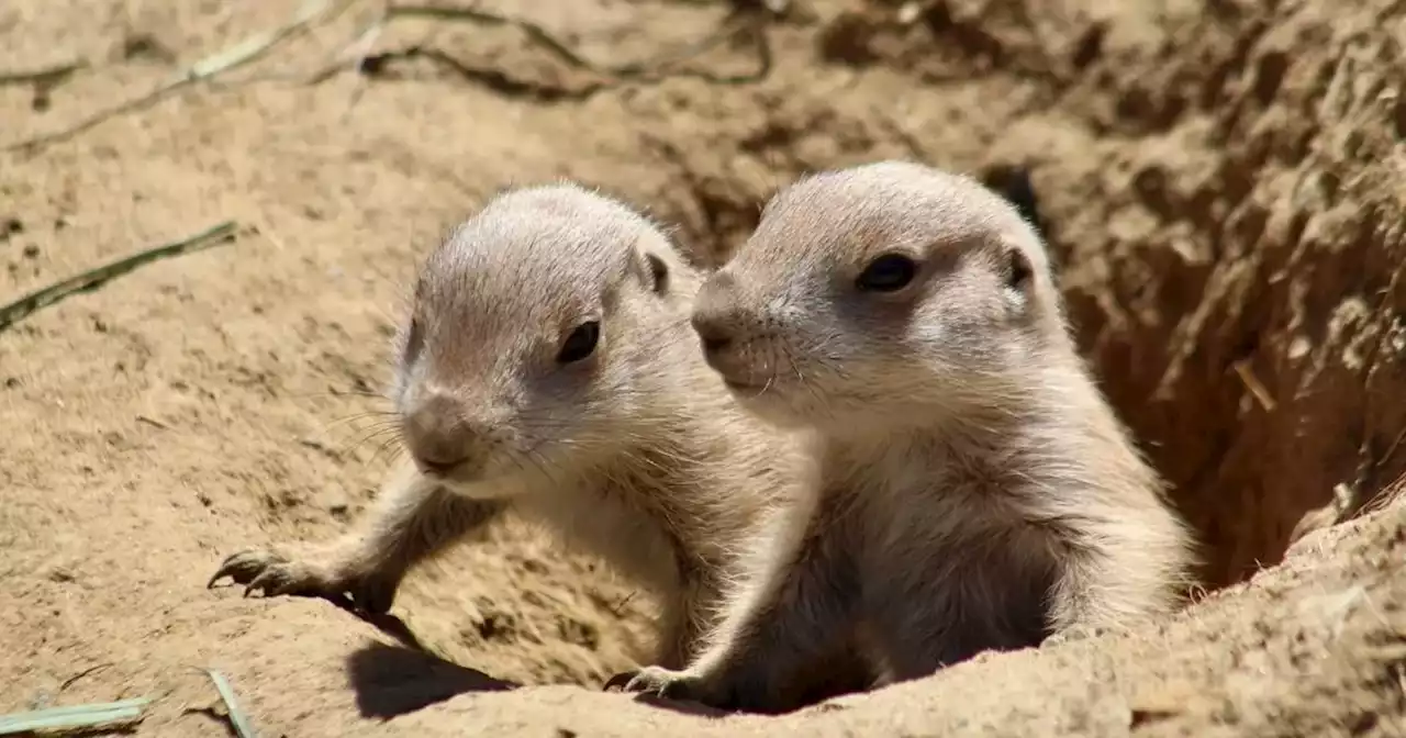 San Francisco Zoo welcomes nine recently born prairie dog pups