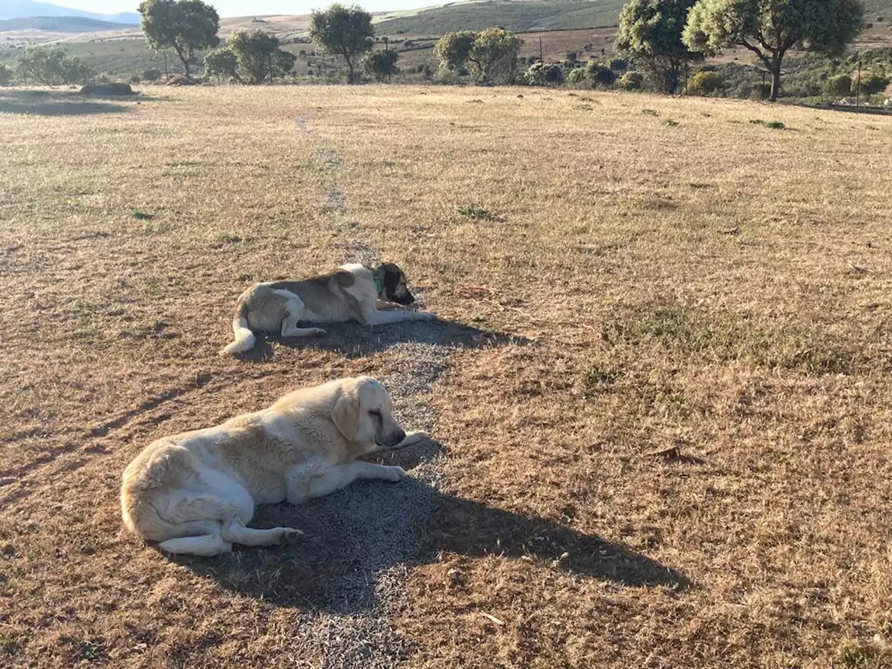 Ganaderos sin pastos por la sequía: 'La situación es crítica, esto es el remate'